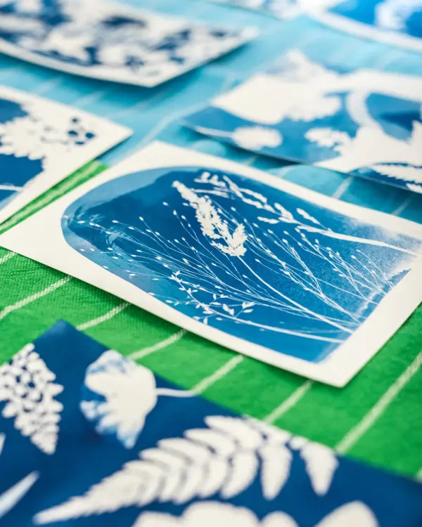 Freshly washed cyanotype prints drying on a towel