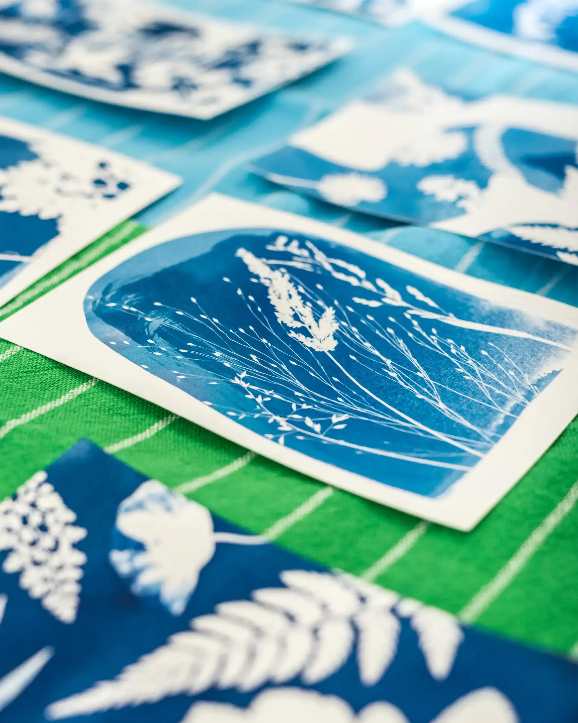 Freshly washed cyanotype prints drying on a towel