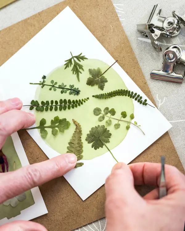 Hands arranging leaves in a circle of cyanotype solution during the printmaking process