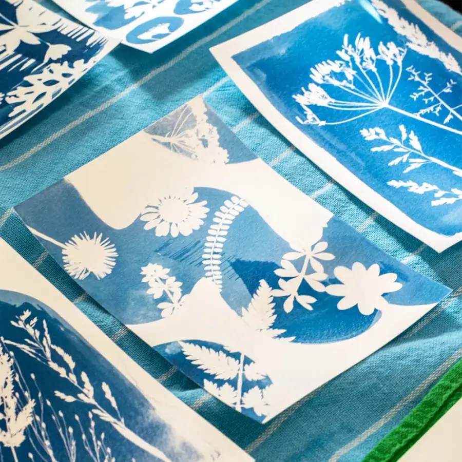 Freshly washed cyanotype prints drying on a towel