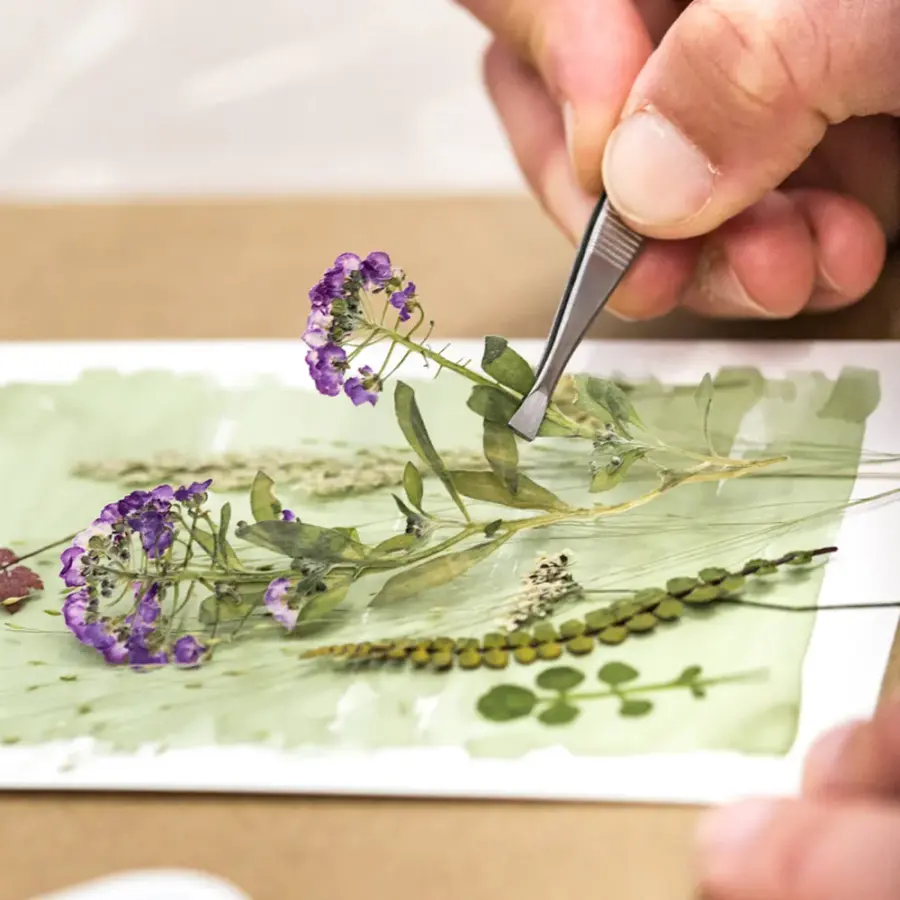 Hand arranging flowers on paper for a cyanotype print