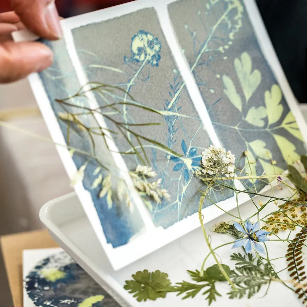 Freshly exposed cyanotype print before rinsing