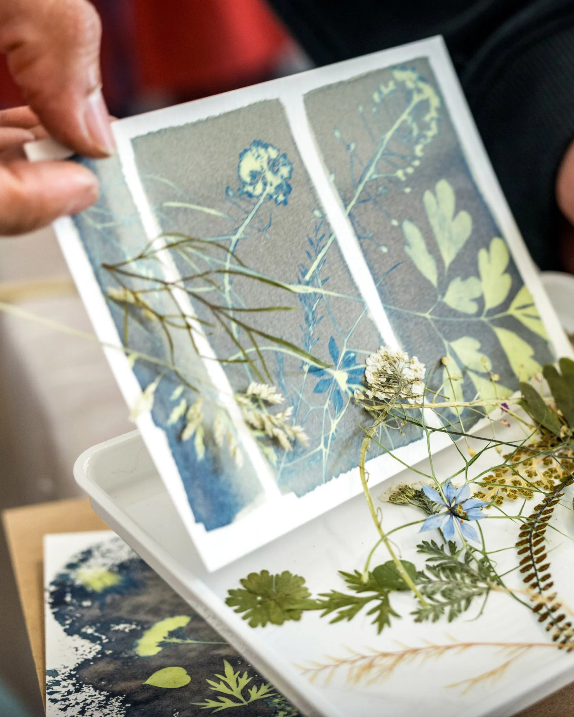 Freshly exposed cyanotype print before rinsing