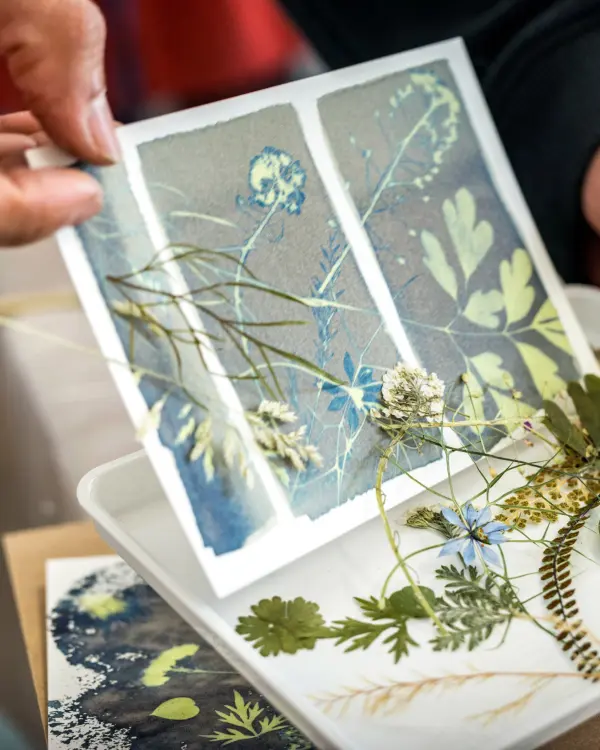 Freshly exposed cyanotype print before rinsing