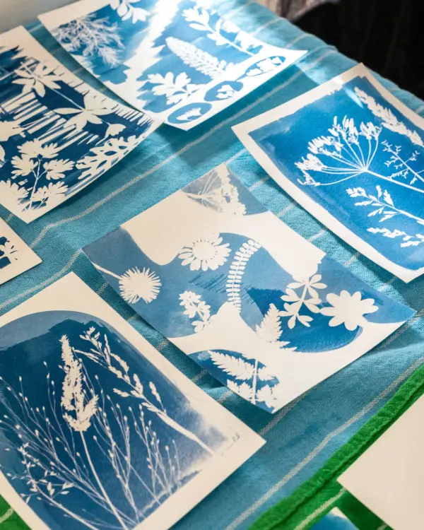 Freshly washed cyanotype prints drying on a towel